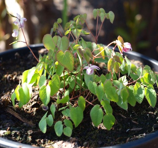 epimedium-akebono