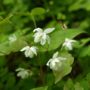 epimedium-niveum