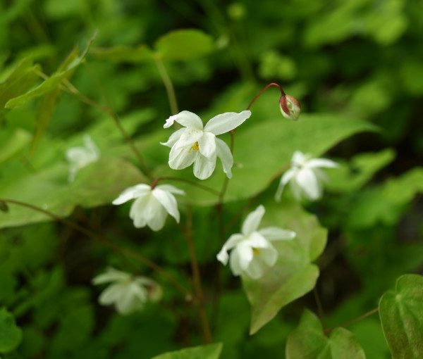 epimedium-niveum