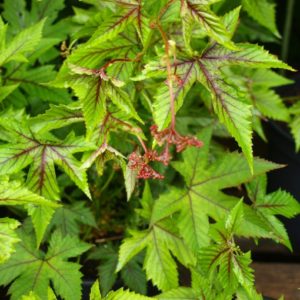 filipendula-red-umbrellas