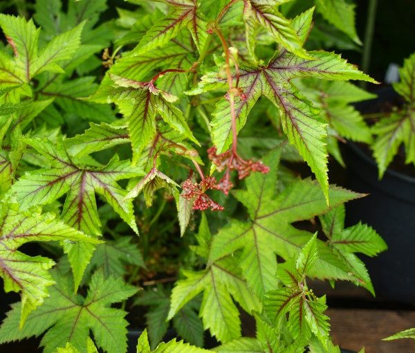 filipendula-red-umbrellas