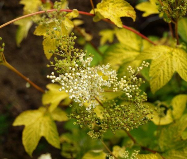 filipendula-ulmaria-aurea