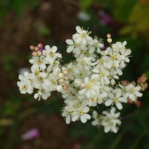 filipendula-vulgaris