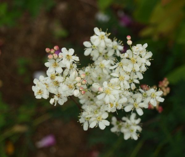 filipendula-vulgaris