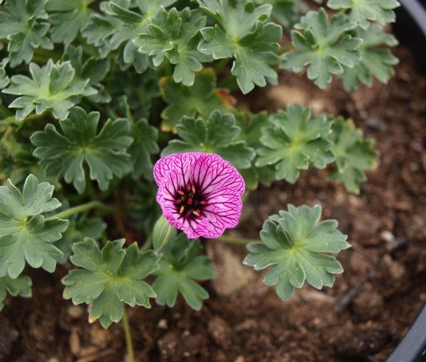 geranium-cinereum-laurence-flatman