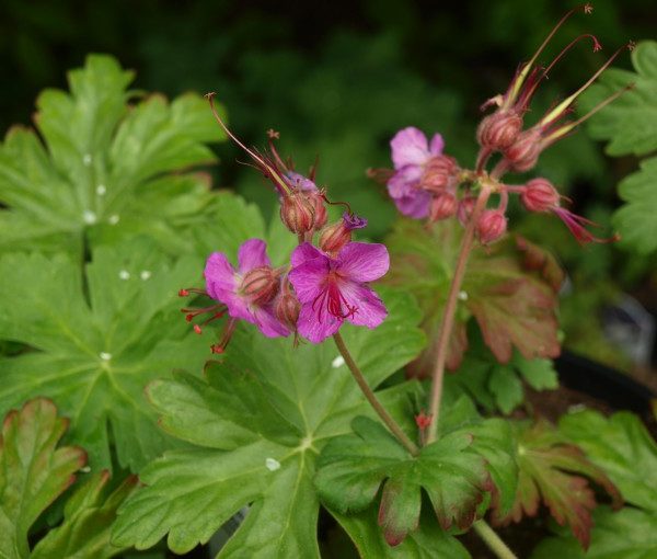 geranium-macrorrhizum-bevans-variety