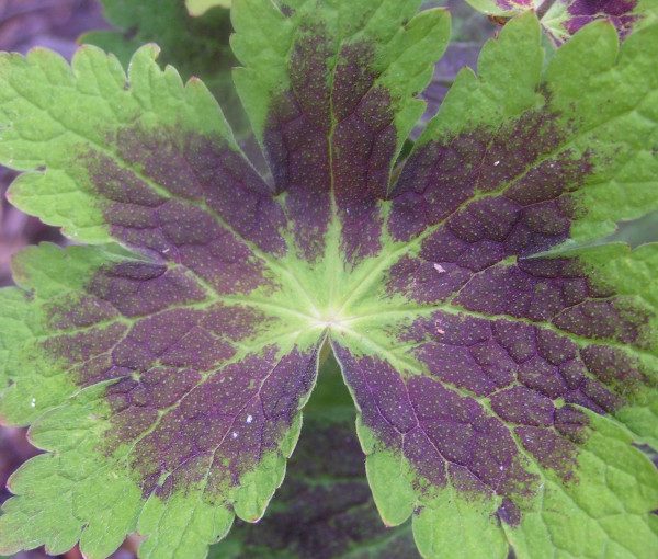 geranium-phaum