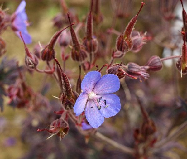 geranium-pratense-dark-reiter