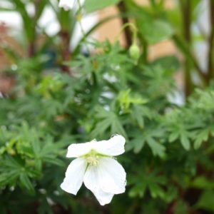 geranium-sanguineum-album