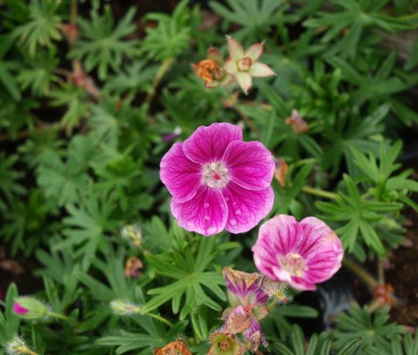 geranium-sanguineum-elke