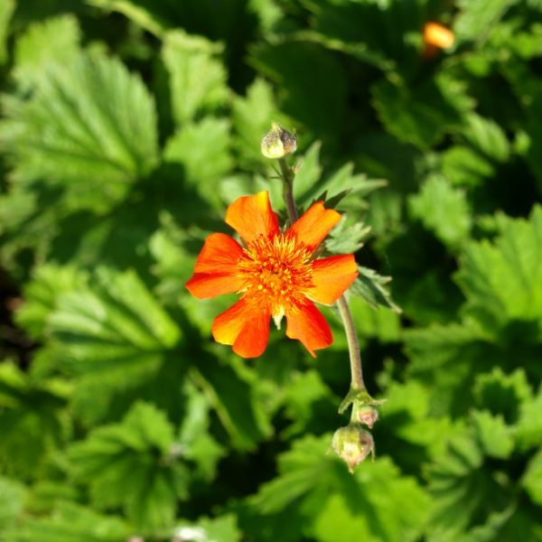 geum-coccineum