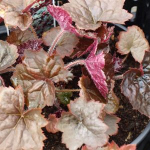 heuchera-micrantha-palace-purple