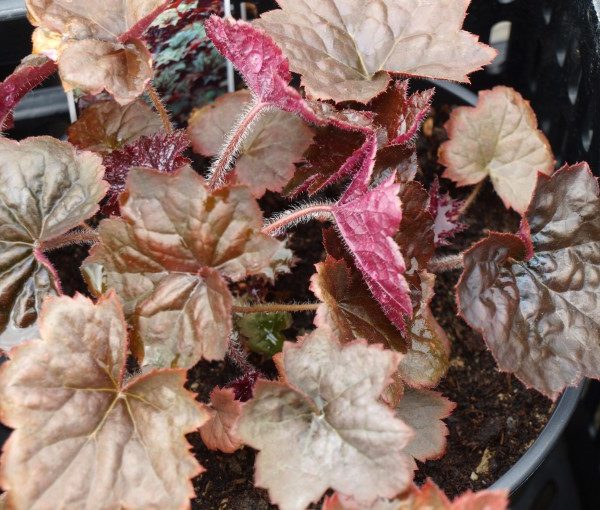 heuchera-micrantha-palace-purple