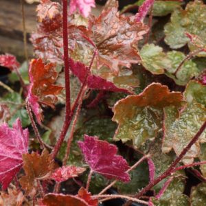 heuchera-rachel