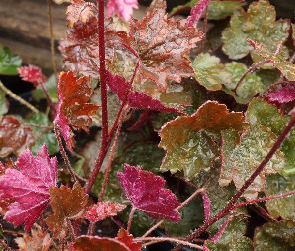 heuchera-rachel