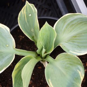 hosta-abiqua-moonbeam