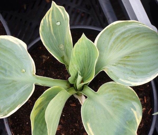 hosta-abiqua-moonbeam