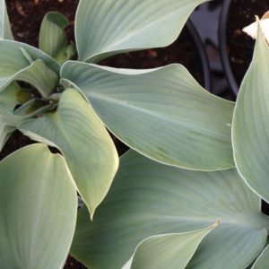 hosta-blue-angel