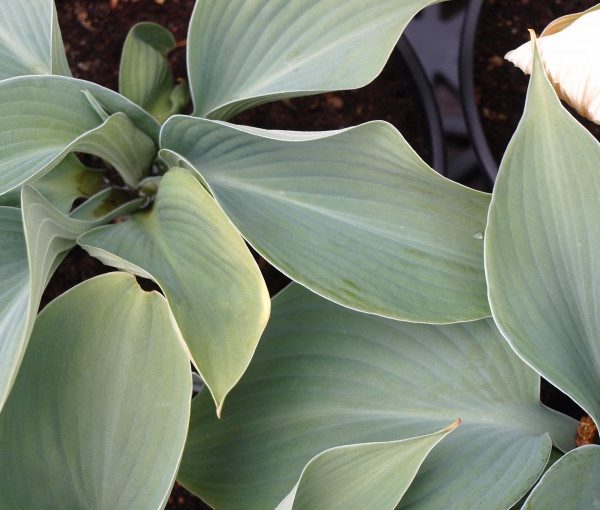 hosta-blue-angel