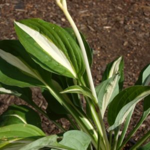 hosta-blue-ivory