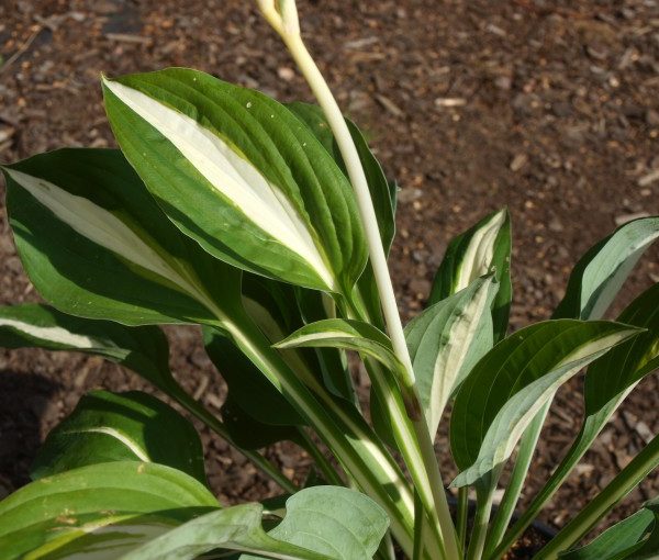 hosta-blue-ivory