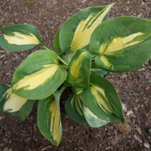 hosta-dream-weaver