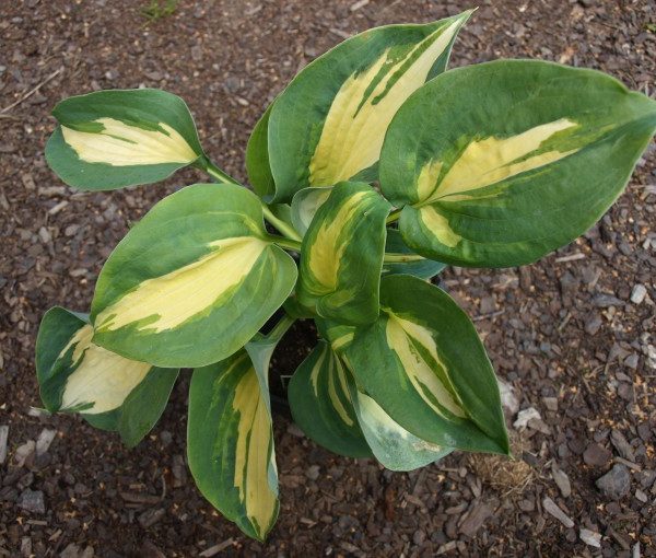 hosta-dream-weaver