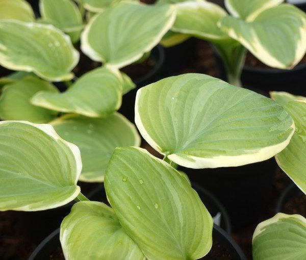 hosta-fragrant-bouquet