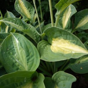 hosta-kiwi-full-monty