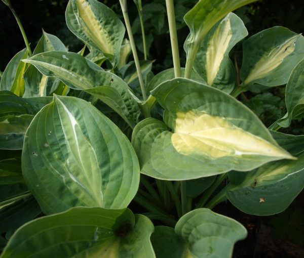 hosta-kiwi-full-monty