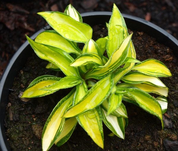 hosta-rainbows-end