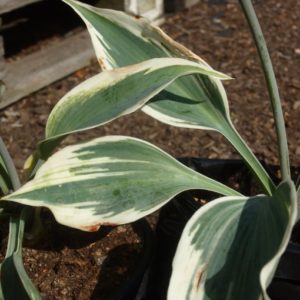 hosta-risky-business