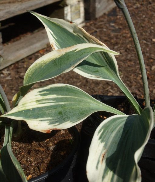 hosta-risky-business