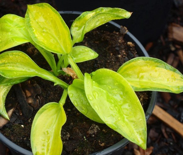 hosta-stained-glass