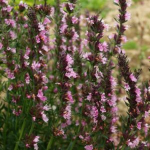 hyssopus-officinale