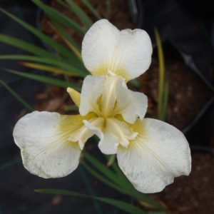 iris-sibirica-snowqueen