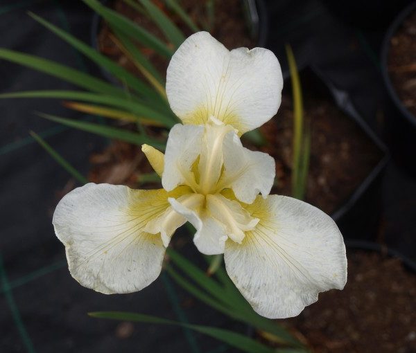 iris-sibirica-snowqueen