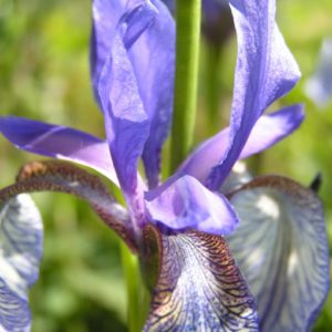 iris-sp