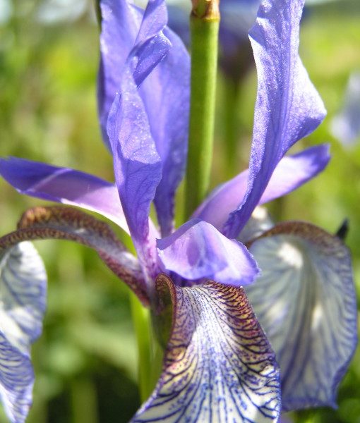 iris-sp