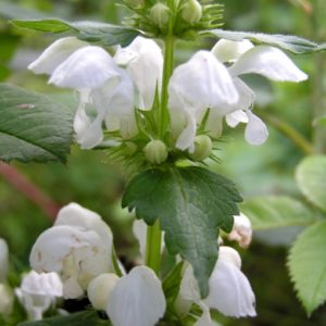 lamium-maculatum-album