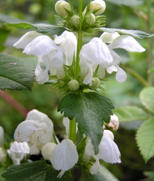 lamium-maculatum-album