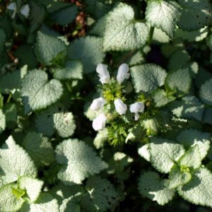 lamium-maculatum-white-nancy