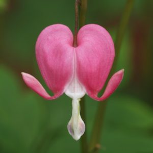 lamprocapnos-spectabilis