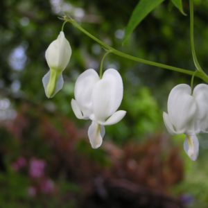 lamprocapnos-spectabilis-alba