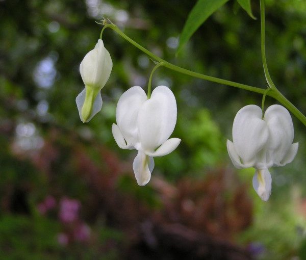 lamprocapnos-spectabilis-alba