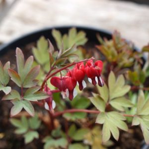 lamprocapnos-spectabilis-valentine