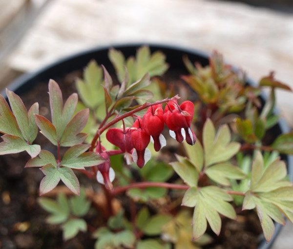 lamprocapnos-spectabilis-valentine