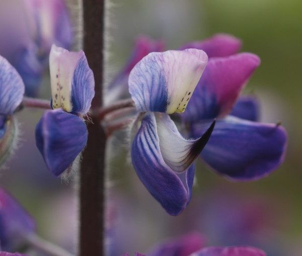 lupinus-nootkatensis