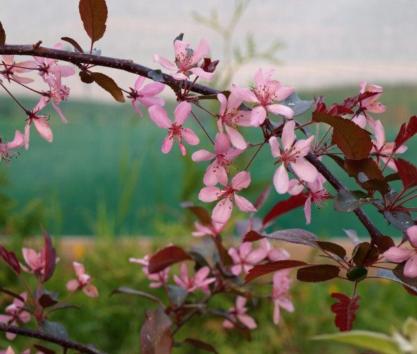 malus-freja