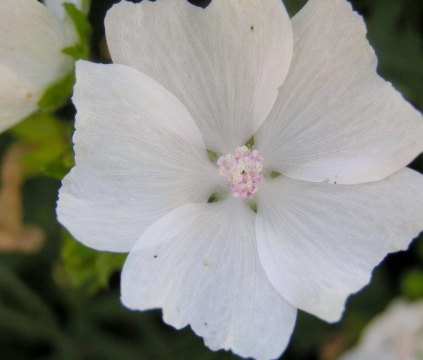 malva-moschata-alba